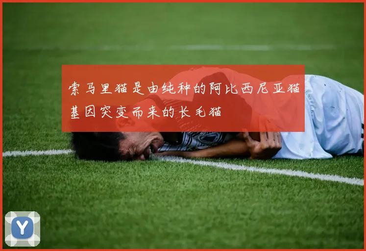 索马里猫是由纯种的阿比西尼亚猫基因突变而来的长毛猫